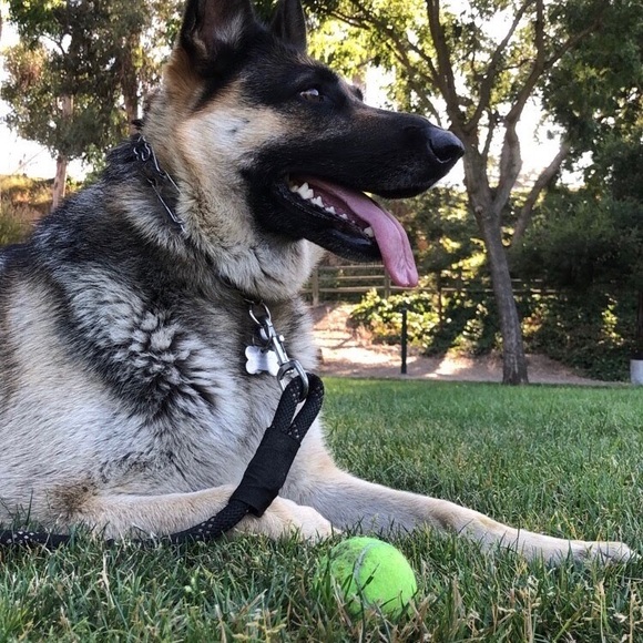 Meet your Posher, Ryan - Picture 1 of 1